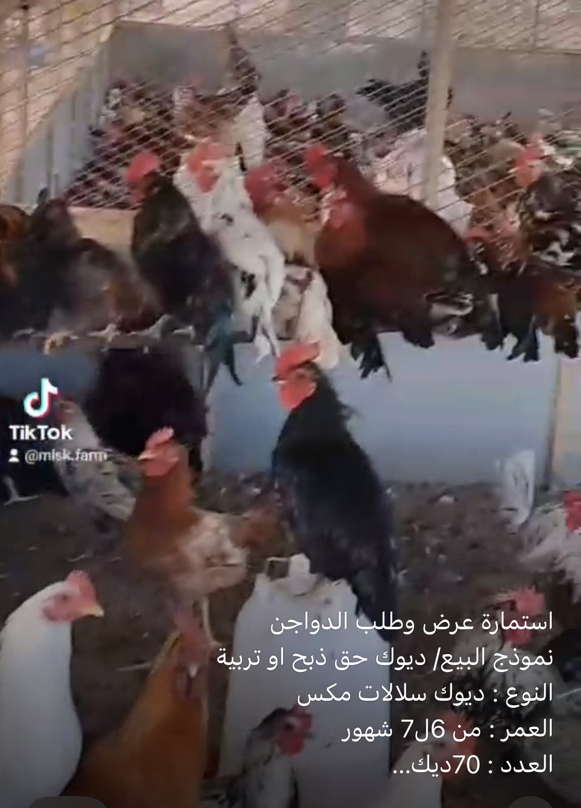 دجاج للبيع