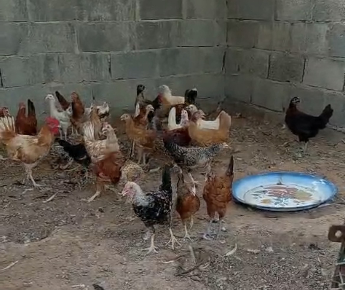 دجاج محلي للبيع