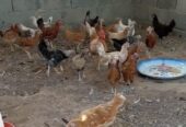 دجاج محلي للبيع
